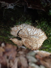 Hypomyces tremellicola