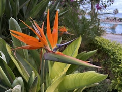 Strelitzia