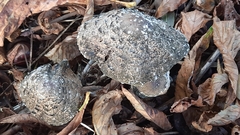 Fungi