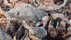 Fungi