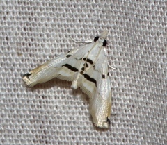 Trichophysetis