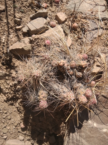 Image of Tephrocactus verschaffeltii by (c) Ben Costamagna, some rights reserved (CC BY)