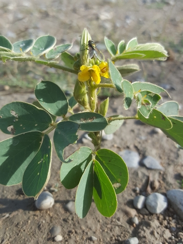 Image of Senna uniflora by (c) Karla M. Benítez, some rights reserved (CC BY)