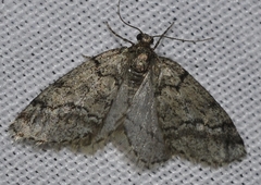 Tephronia lhommaria