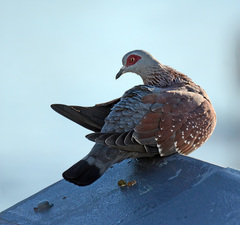 Columba guinea phaeonota