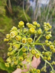 Senecio bonariensis