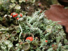 Cladonia floerkeana