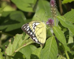 Cepora nerissa phryne