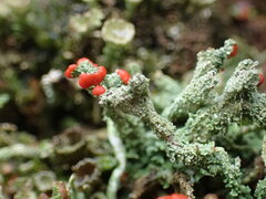 Cladonia floerkeana
