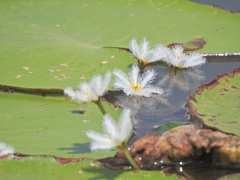 Nymphoides indica
