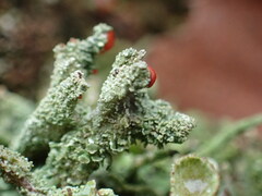 Cladonia floerkeana