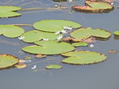 Nymphoides indica