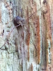 Oligolophinae