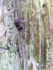 Oligolophinae