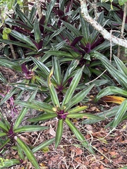 Tradescantia spathacea