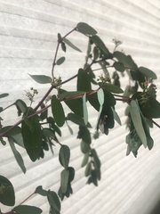 Euphorbia hypericifolia