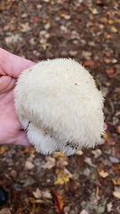 Hericium erinaceus