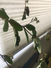 Euphorbia hypericifolia