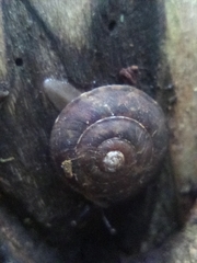 Helicigona lapicida