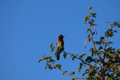 Pycnonotus nigricans