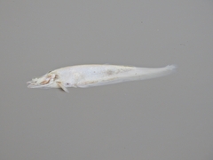 Notopterus notopterus