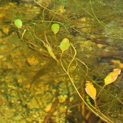Potamogeton gramineus