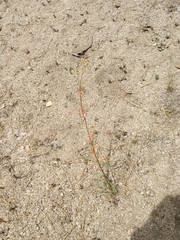 Ipomopsis aggregata aggregata