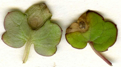 Septoria cymbalariae
