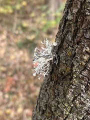 Ramalina americana