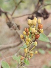 Lyonia fruticosa
