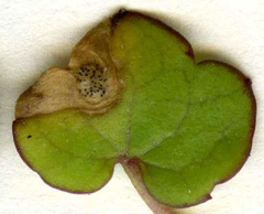 Septoria cymbalariae