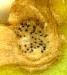 Septoria cymbalariae