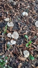Fungi