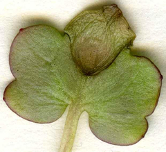 Septoria cymbalariae