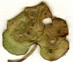 Septoria cymbalariae