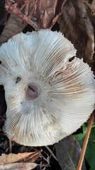 Fungi