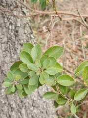 Lyonia fruticosa