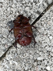 Phyllognathus excavatus