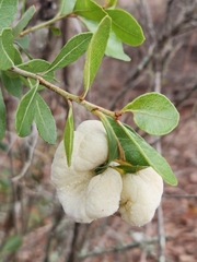 Lyonia fruticosa