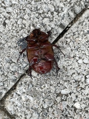Phyllognathus excavatus