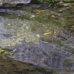 Potamogeton gramineus