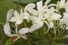 Holarrhena pubescens