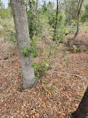 Lyonia fruticosa