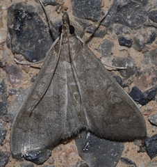 Mecyna asinalis