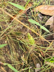Chortophaga australior