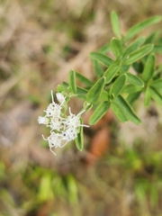 Eupatorium mohrii