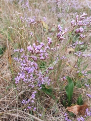 Limonium narbonense