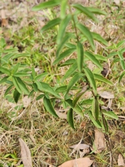 Eupatorium mohrii