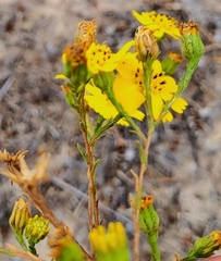 Deinandra
