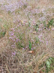 Limonium narbonense